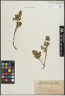 Foto von Salix hastata L.